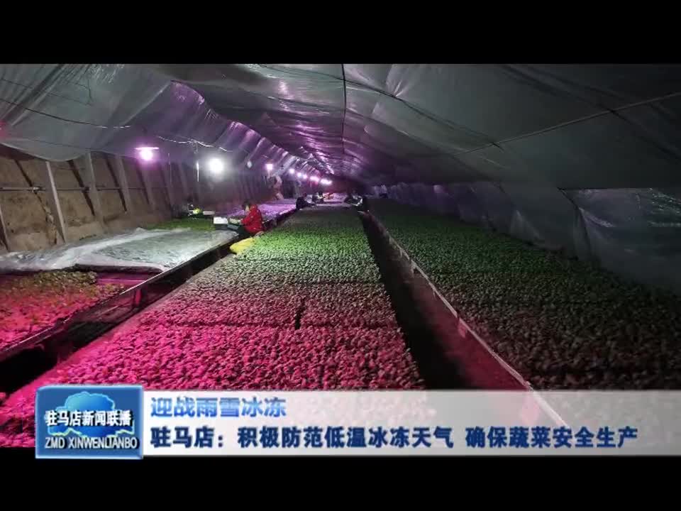 驻马店：积极防范低温冰冻天气 确保蔬菜安全生产