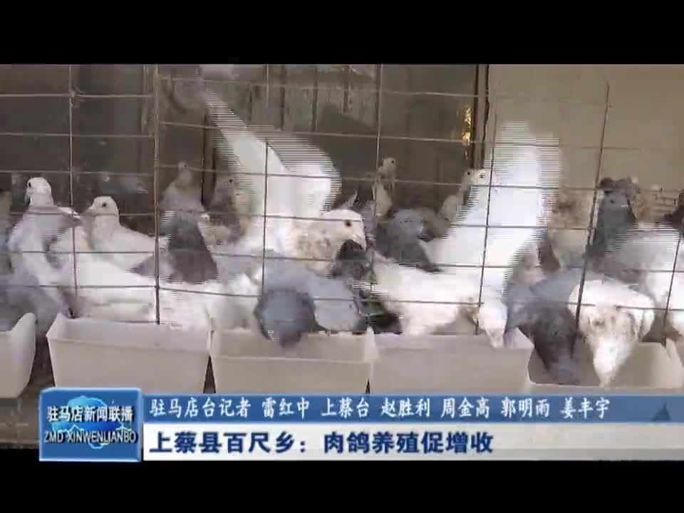 上蔡县百尺乡：肉鸽养殖促增收