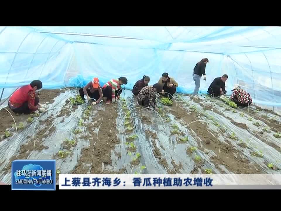 上蔡县齐海乡：香瓜种植助农增收