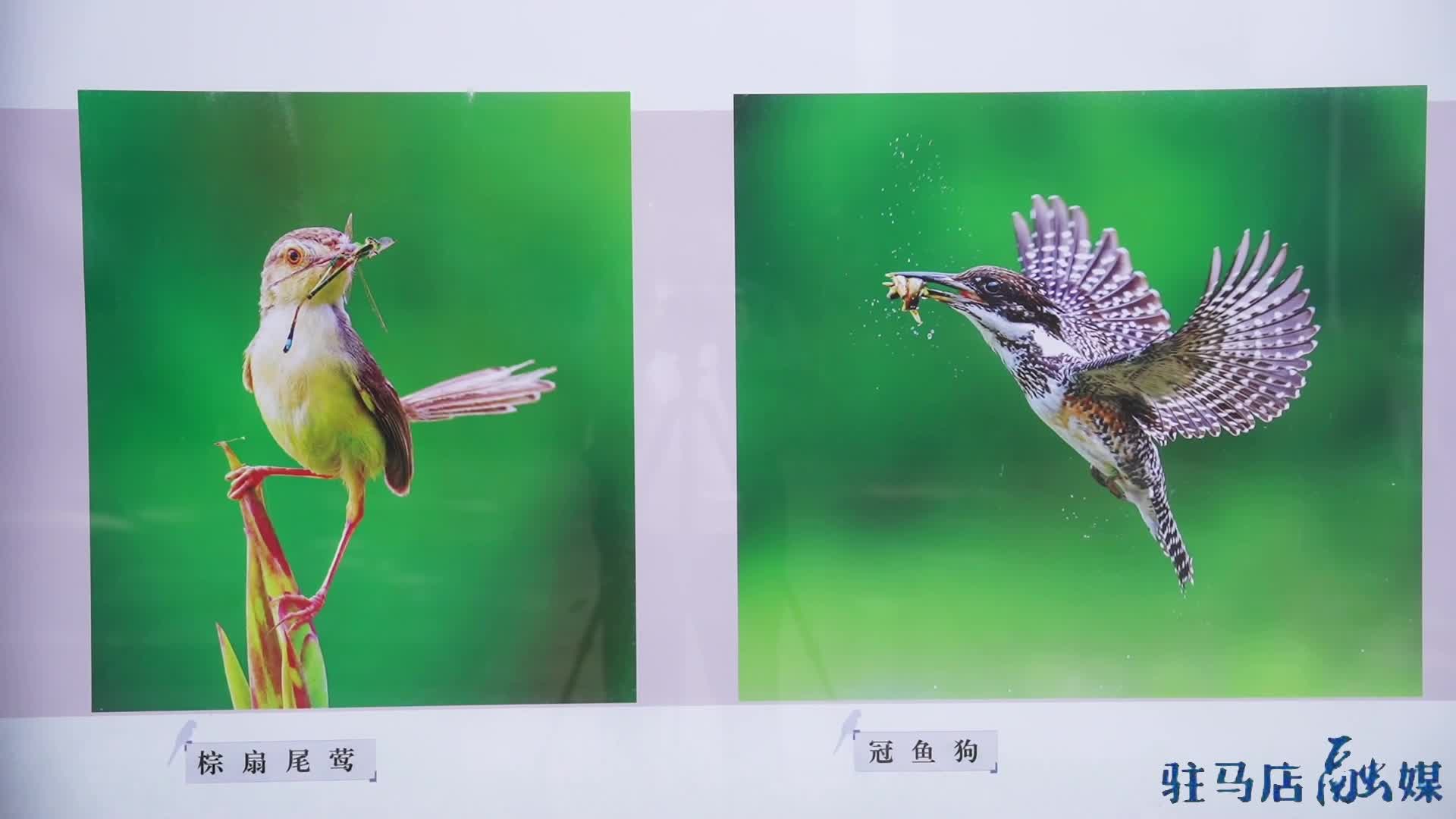 驻马店市举办“呵护鸟类 珍爱家园”摄影展
