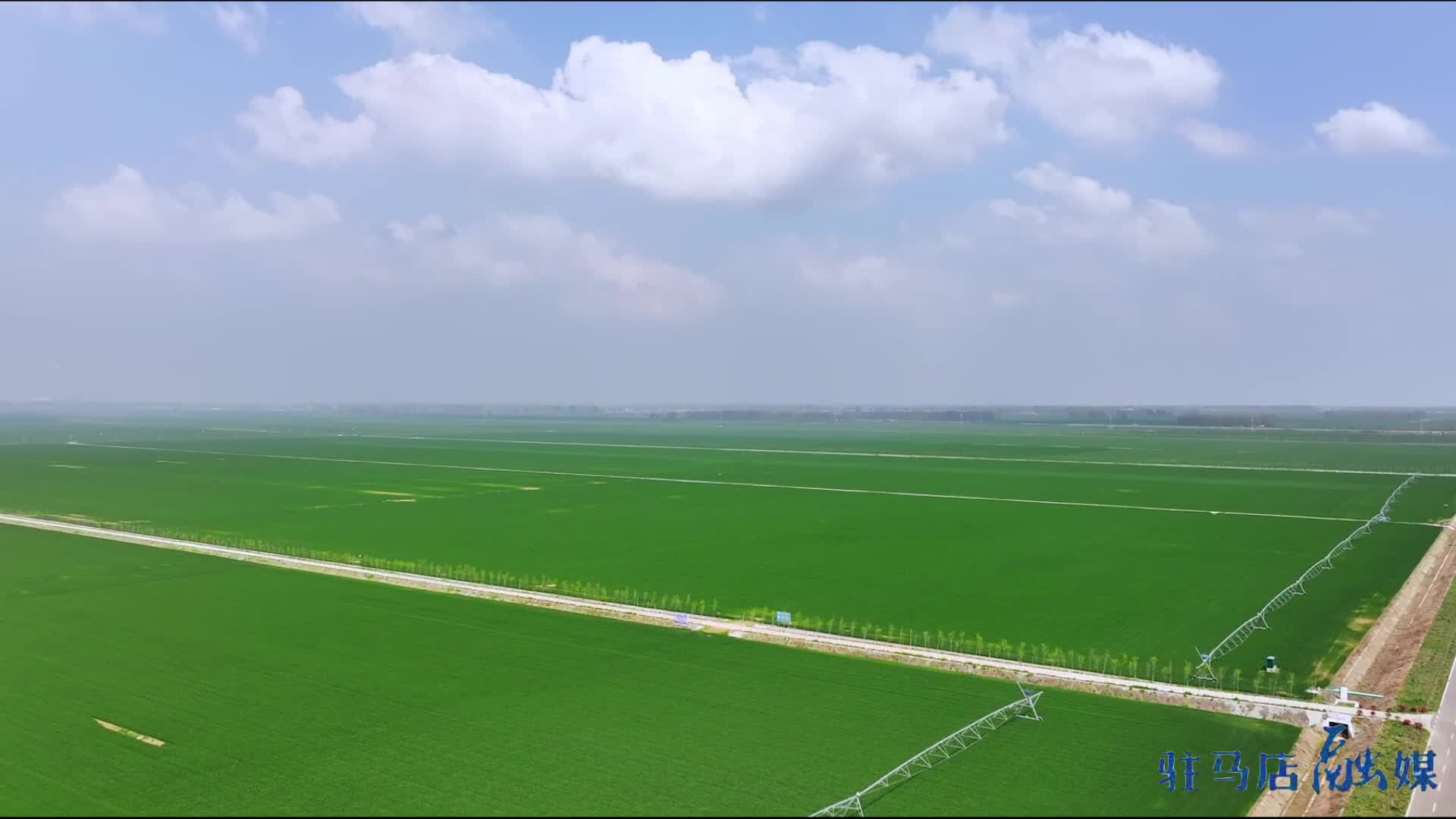 大美天中·春色||西平县高标准农田:风吹麦浪万亩碧 绘就丰收新图景