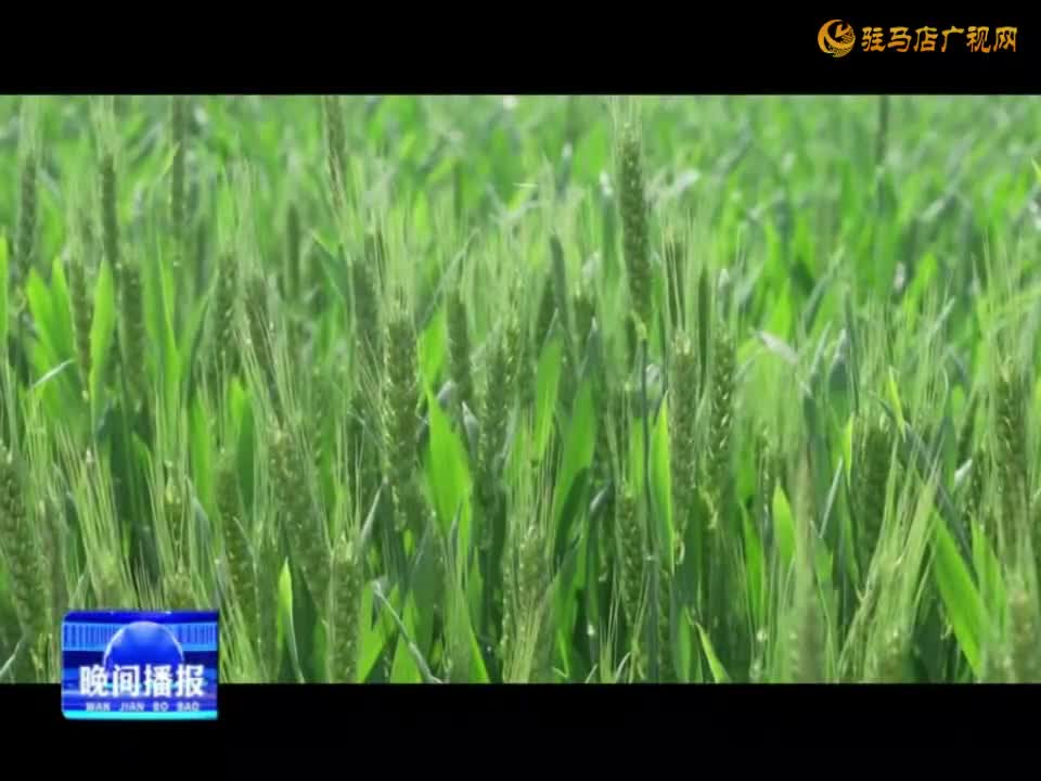 驻马店：一喷三防 助力小麦稳产增收