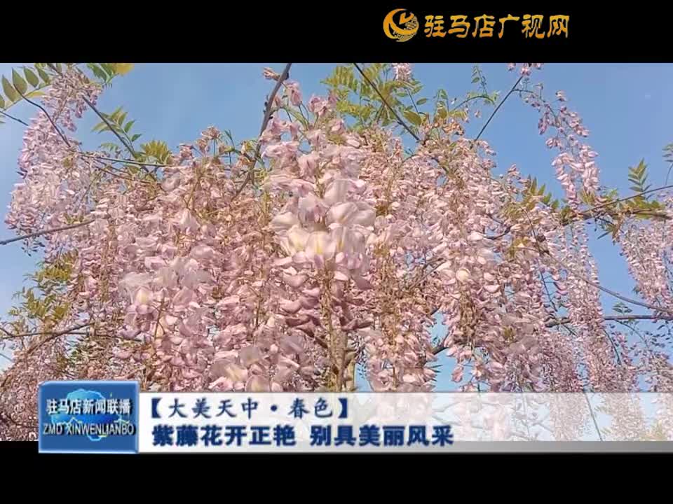 【大美天中·春色】紫藤花开正艳 别具美丽风采