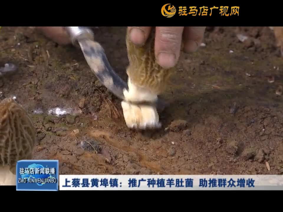 上蔡县黄埠镇：推广种植羊肚菌助推群众增收