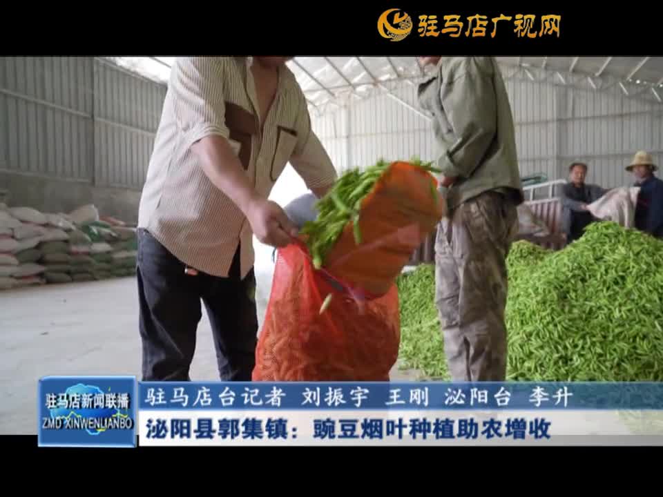 泌阳县郭集镇：豌豆烟叶种植助农增收