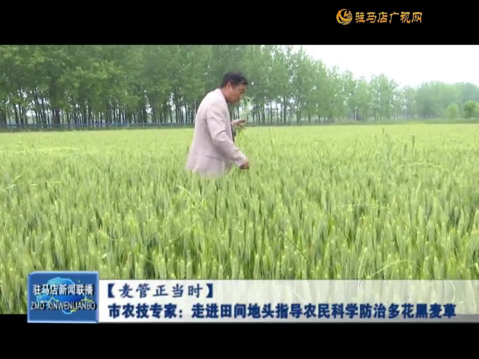 【麦管正当时】市农技专家：走进田间地头指导农民科学防治多花黑麦草