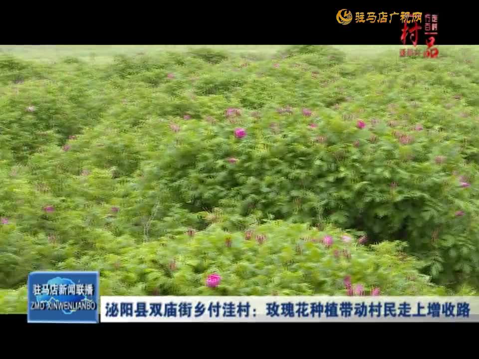 泌阳县双庙街乡付洼村：玫瑰花种植带动村民走上增收路