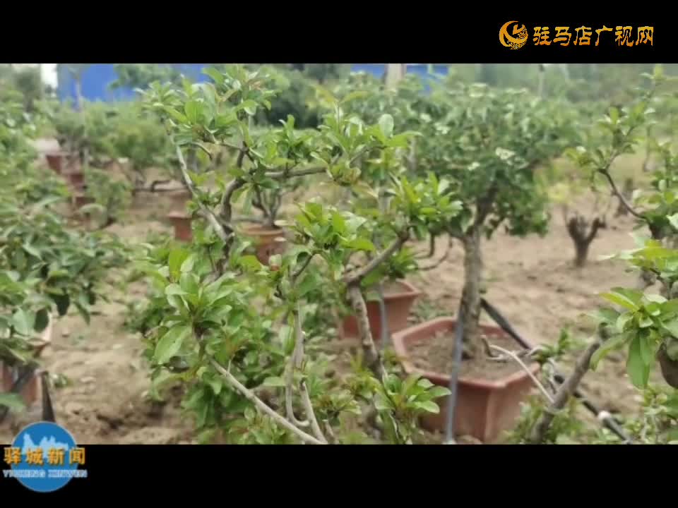 农民专家魏世秀：果树盆栽种出新“钱”景
