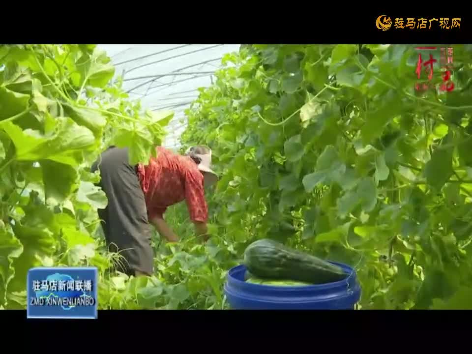 泌阳县泌水街道乔庄村：香瓜种植带动村民走上增收路