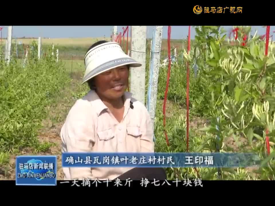 确山县瓦岗镇：金银花结“金银”硕果