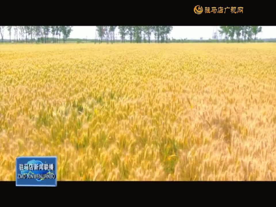 【三夏时节】西平县：良种保丰收