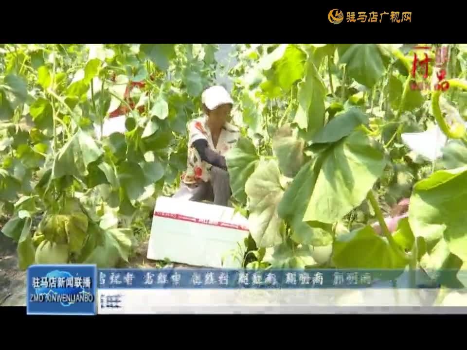 【一村一品】上蔡县示范园：新品种小甜瓜产销两旺