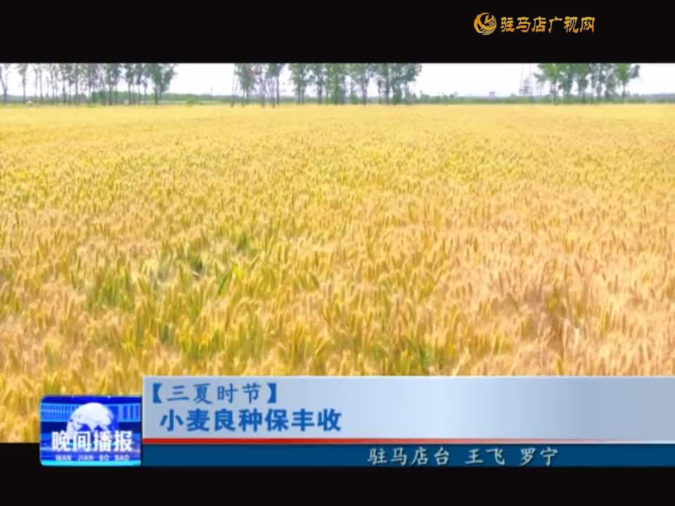 【三夏时节】小麦良种保丰收