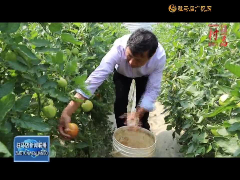 【一村一品】新蔡县顿岗乡杨寨村：特色番茄种植助农增收