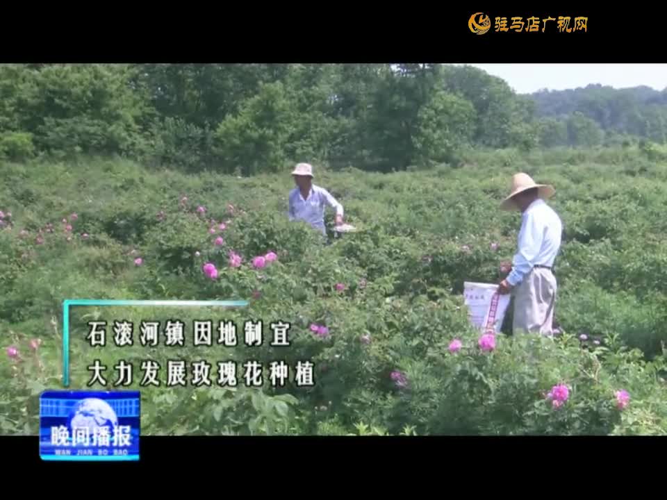 确山县石滚河镇：玫瑰花开 幸福自来