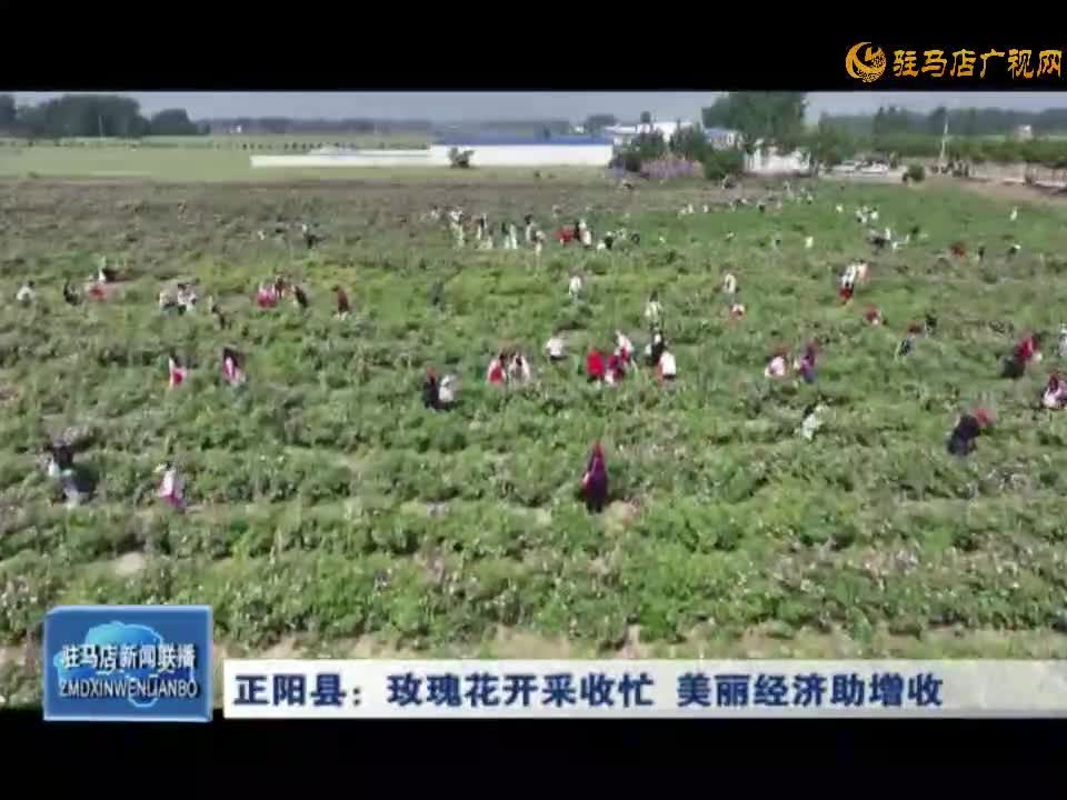 正阳县：玫瑰花开采收忙 美丽经济助增收
