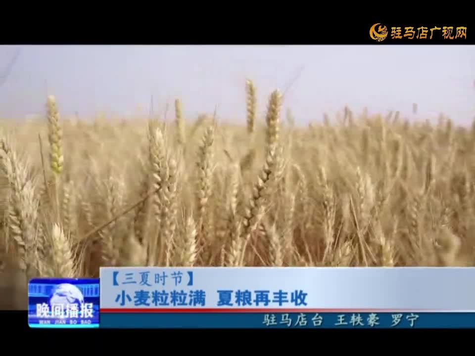 [三夏时节]小麦粒粒满  夏粮再丰收