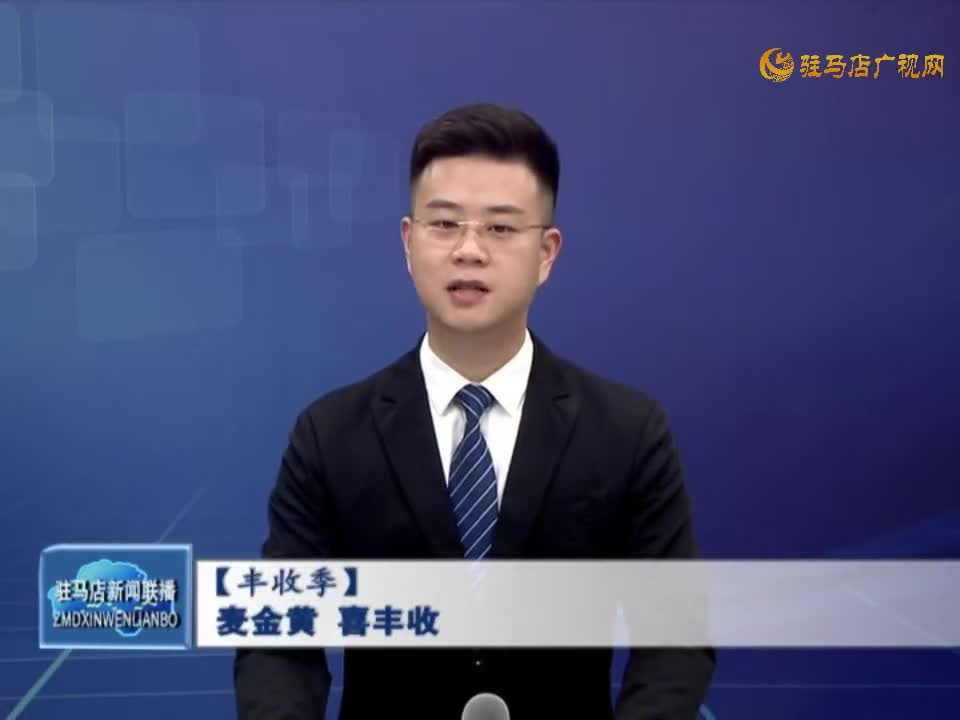 【丰收季】麦金黄 喜丰收