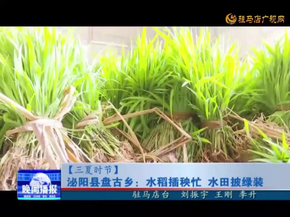 【三夏时节】泌阳县盘古乡：水稻插秧忙 水田披绿装