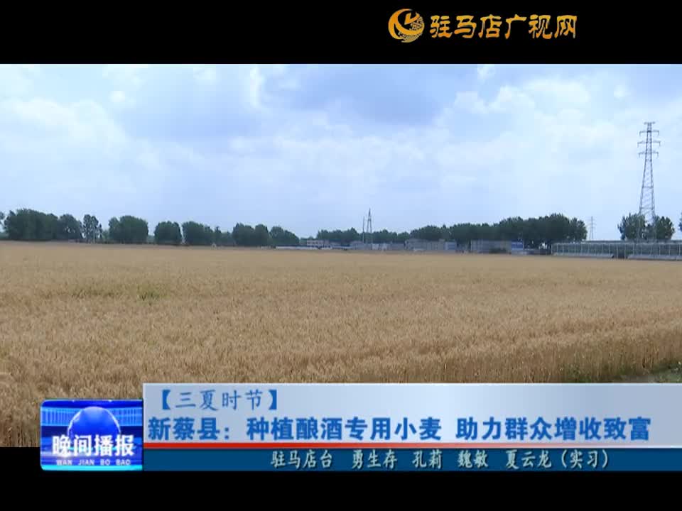 新蔡县：种植酿酒专用小麦 助力群众增收致富