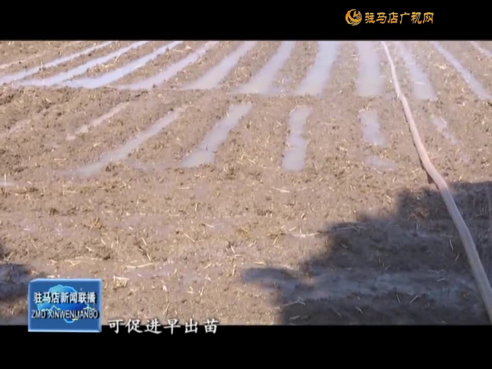 【三夏时节】正阳县 驿城区：浇水抢种保秋粮