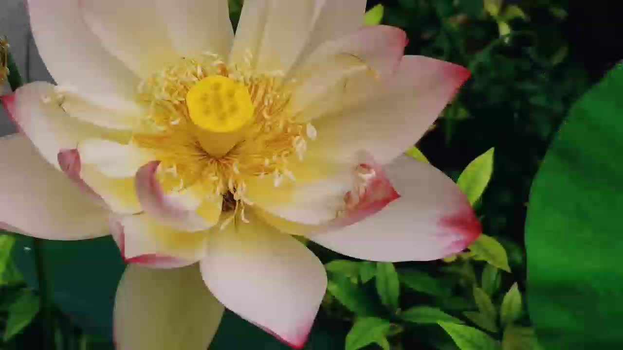 泌阳县月儿湾公园：夏花绚烂醉游人
