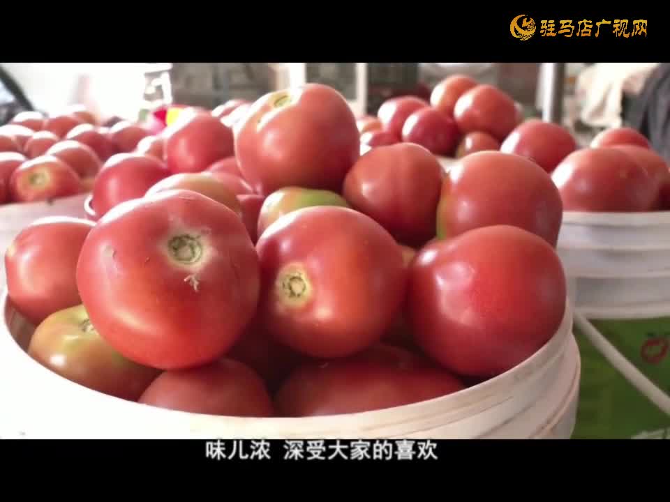 驿城区水屯镇：西红柿种植促增收