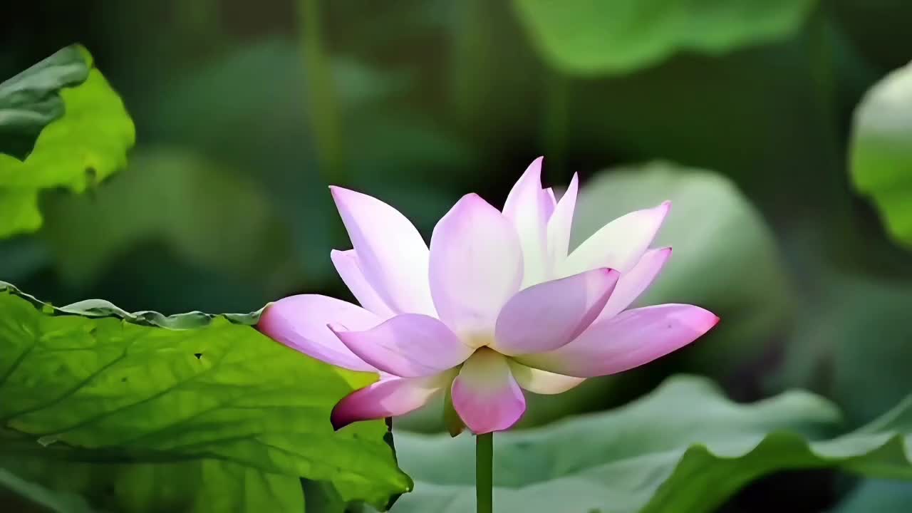 【大美天中·夏歌】西平嫘祖苑荷花竞相绽放