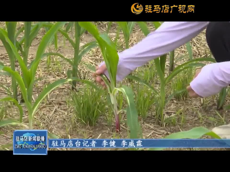 【三夏時節(jié)?夏管】農技專家“把脈問診”支招農田夏管