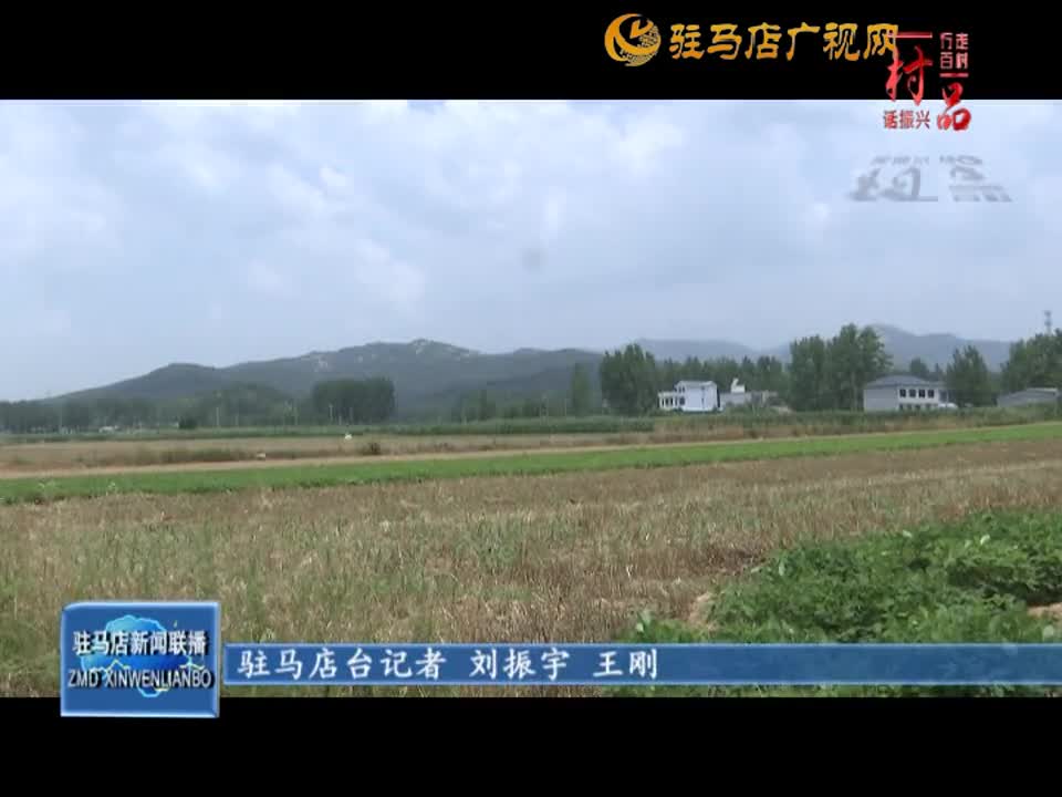 【一村一品】泌阳县铜山乡楼房岭村：草菇种植拓宽村民增收渠道