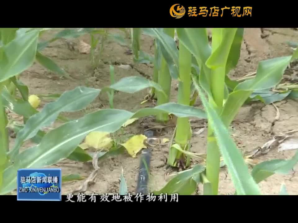 【三夏时节】滴灌技术润农田 节水高效保丰收