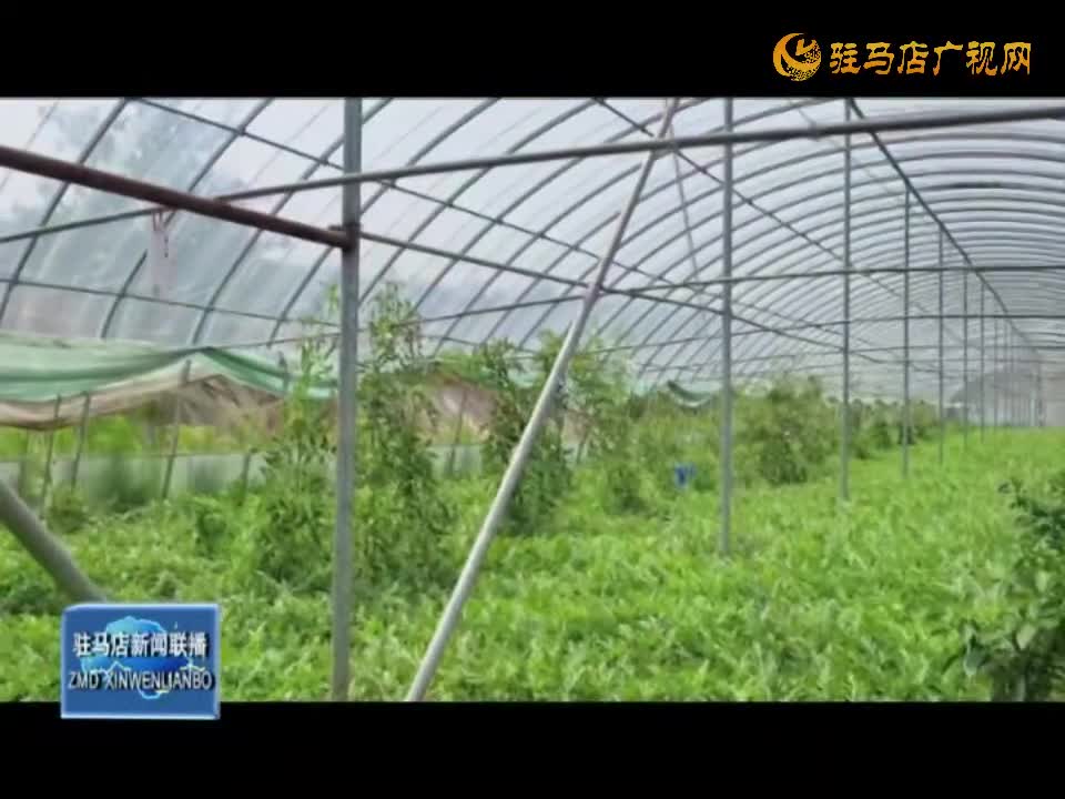 90后小伙返乡创业 林果种植助农增收