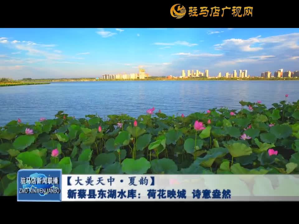 【大美天中 夏韵】新蔡县东湖水库：荷花映城 诗意盎然