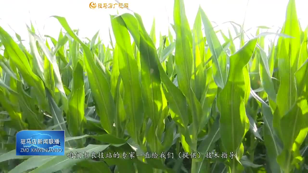 【三夏時節(jié)?夏管】農(nóng)技人員深入田間地頭“開良方” 力保玉米豐產(chǎn)豐收