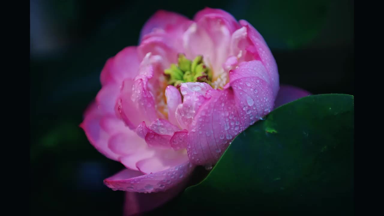 泌陽濕地公園：雨景如畫 荷花映雨