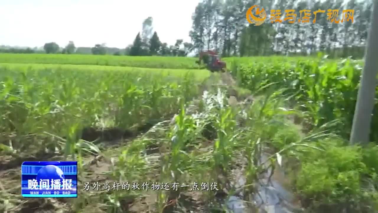 【三夏时节 夏管】大暑节气 加强农作物管理