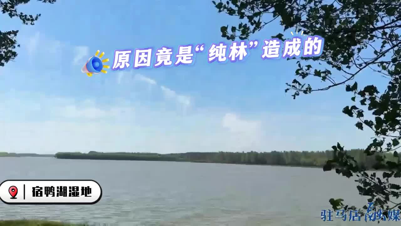 记者调查：宿鸭湖杨树林频遭病虫害 背后原因竟是这......