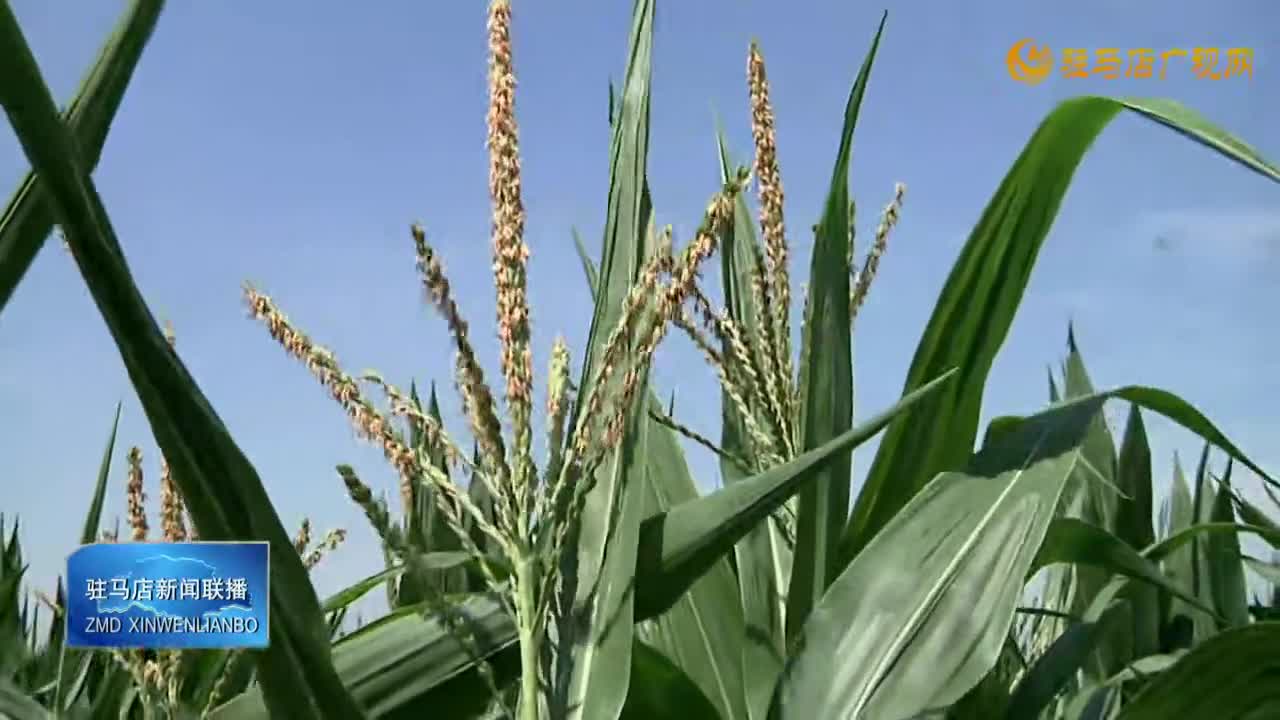 农业专家：加强玉米田间管理 防涝降渍