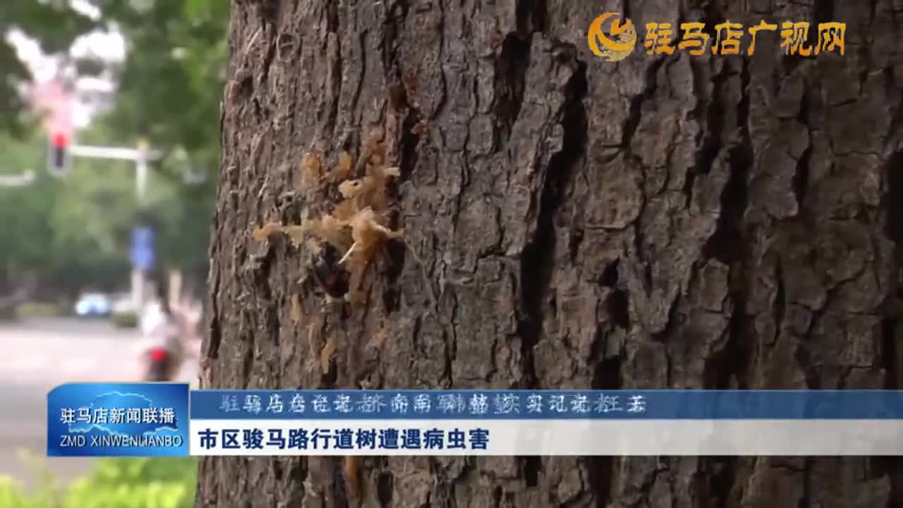 市區(qū)駿馬路行道樹遭遇病蟲害