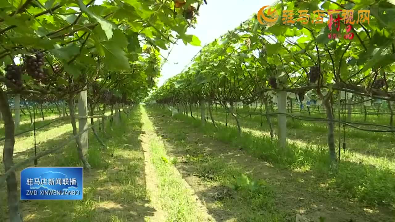 【一村一品】确山县双河镇陈店村：特色葡萄种植助力乡村振兴