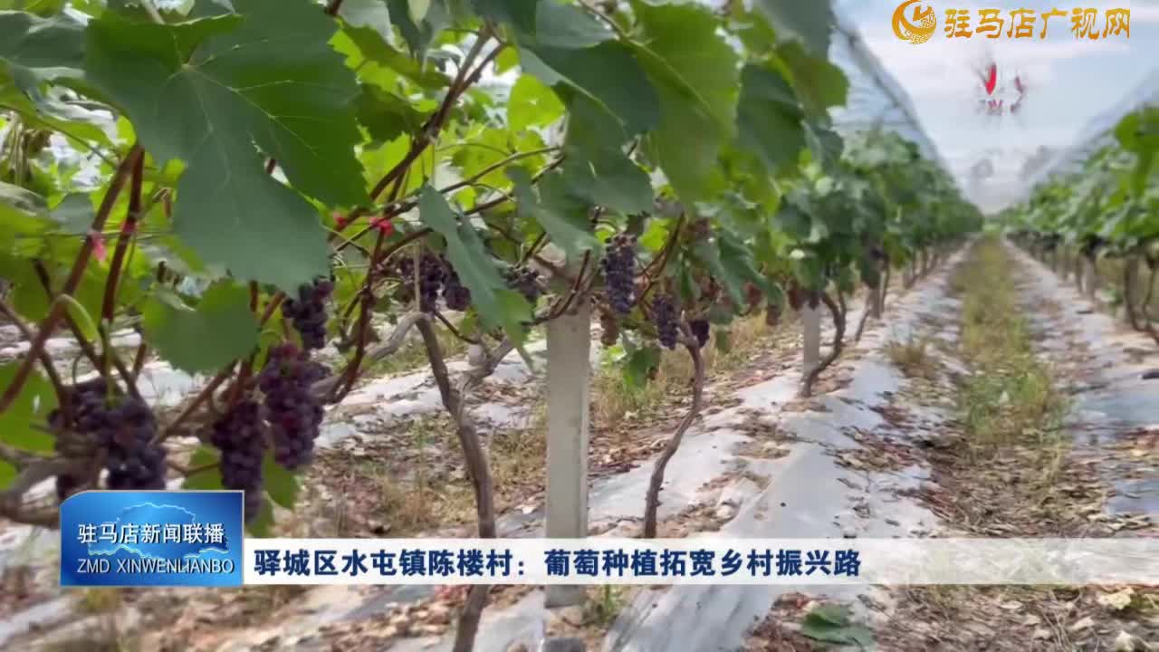 【一村一品】驿城区水屯镇陈楼村：葡萄种植拓宽乡村振兴路