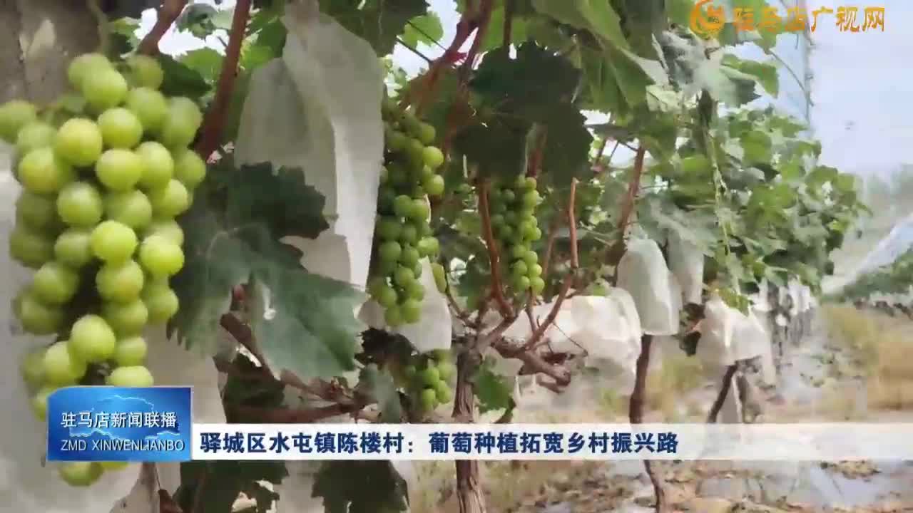 【一村一品】驿城区水屯镇陈楼村：葡萄种植拓宽乡村振兴路