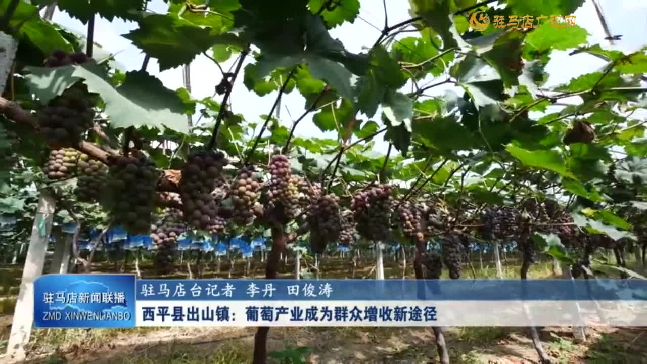 【一村一品】西平县出山镇：葡萄产业成为群众增收新途径