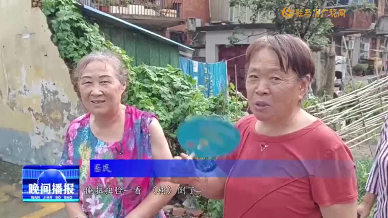 狂风刮倒大桐树 砸坏围墙电动车