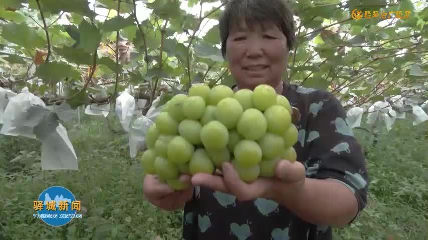 驛城區(qū)諸市鎮(zhèn)魏莊村：陽光玫瑰結出鄉(xiāng)村振興“致富果”