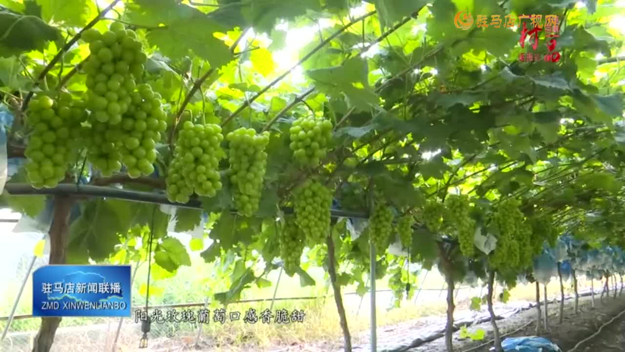 【一村一品】西平县小王庄村：小葡萄激活乡村振兴“动力链”