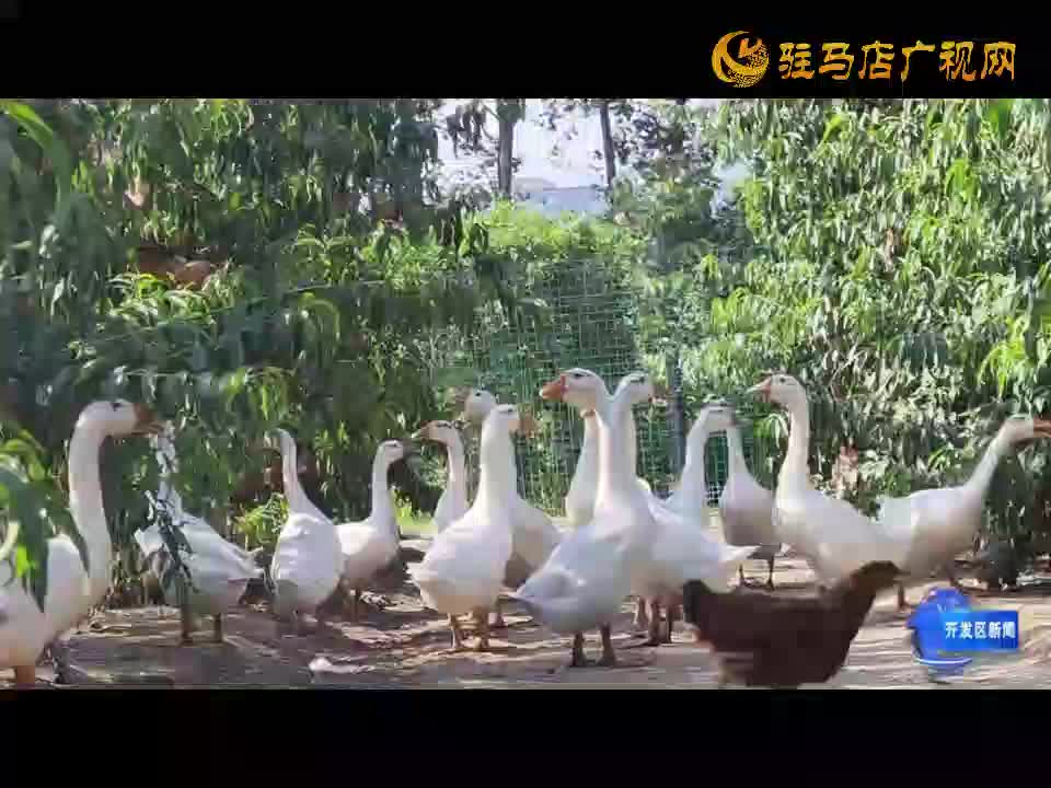 “陽(yáng)光玫瑰” 葡萄掛滿(mǎn)藤   “葡 ”就鄉(xiāng)村振興致富路