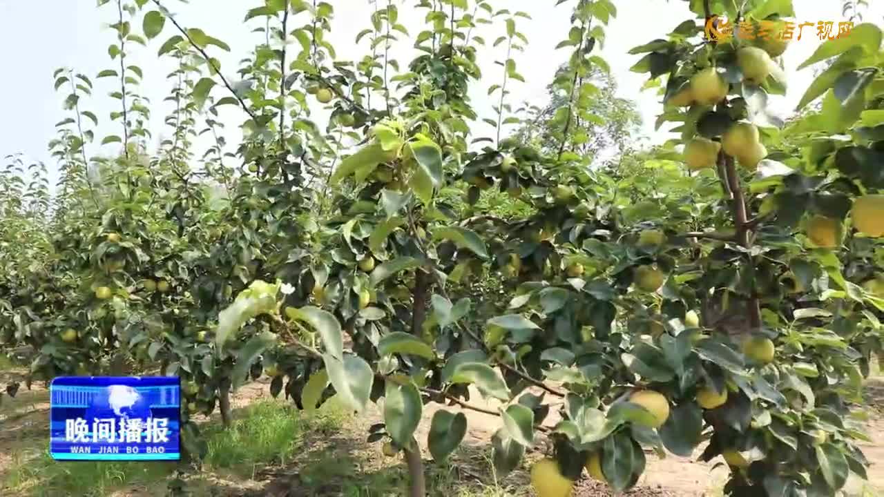 泌陽縣付莊鄉(xiāng)馬洼村:梨果飄香“豐景”好