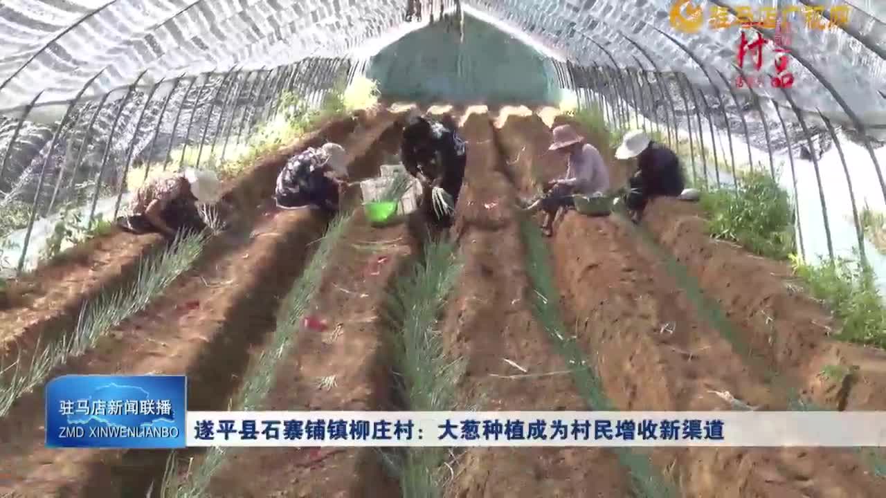 【一村一品】遂平縣石寨鋪鎮(zhèn)柳莊村：大蔥種植成為村民增收新渠道