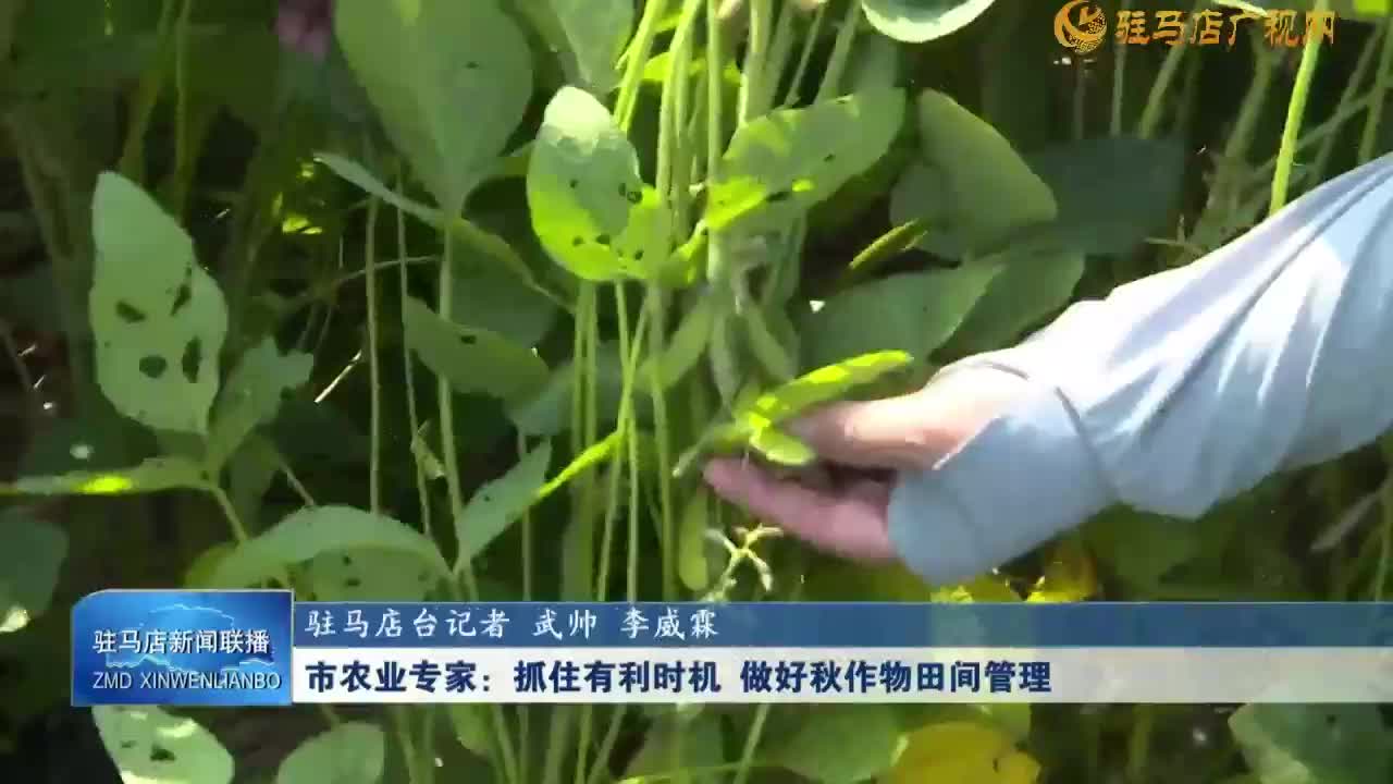 市農業(yè)專家：抓住有利時機  做好秋作物田間管理